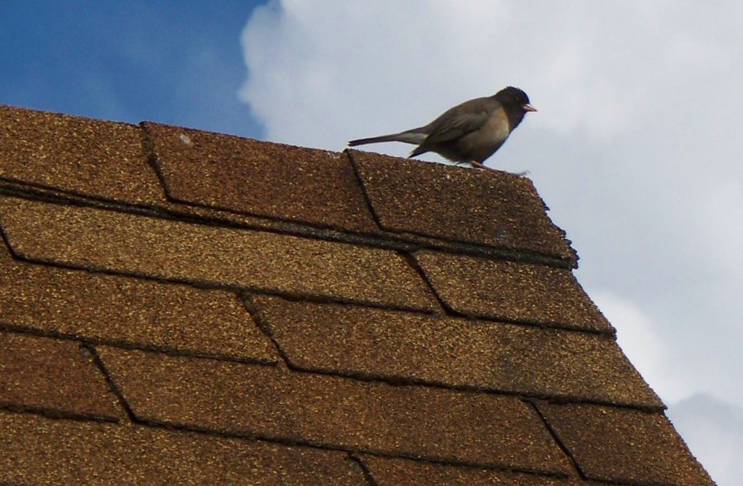 Song bird perched on asphalt shingle roof